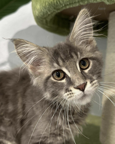 Screenshot 2025-03-24 at 5.05.55 AM